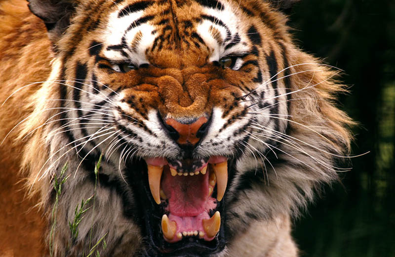 Индийский студент залез в вольер, чтобы подраться с тиграми (но те убежали и спрятались)