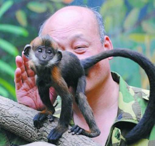 Китайский смотритель зоопарка в течение целого часа лизал анус обезьяны, чтобы помочь ей испражниться