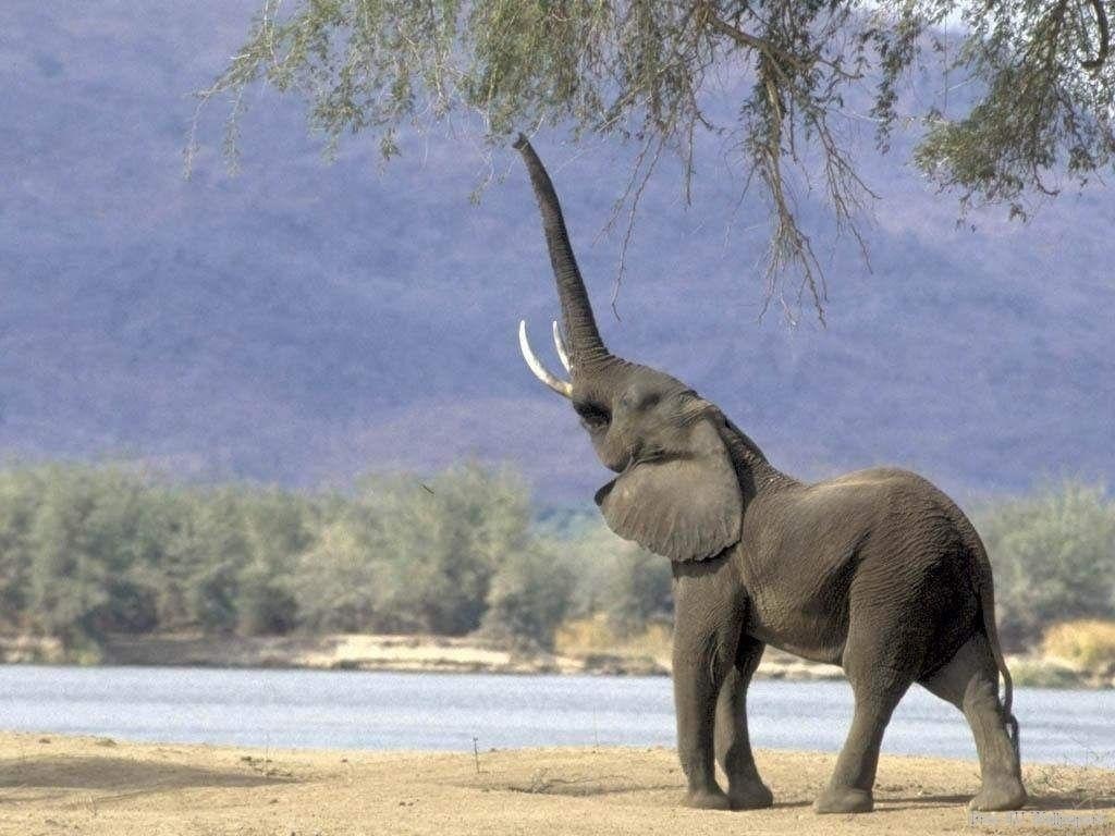 Слоны способны узнавать человеческие голоса и различать по голосу мужчин и женщин