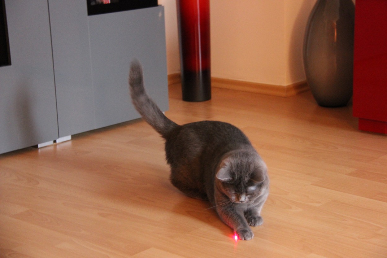 Кошка играет указкой. Лазерная указка для кошек. Кот и лазер. Кот играет с лазерной указкой. Кот играется с лазером.