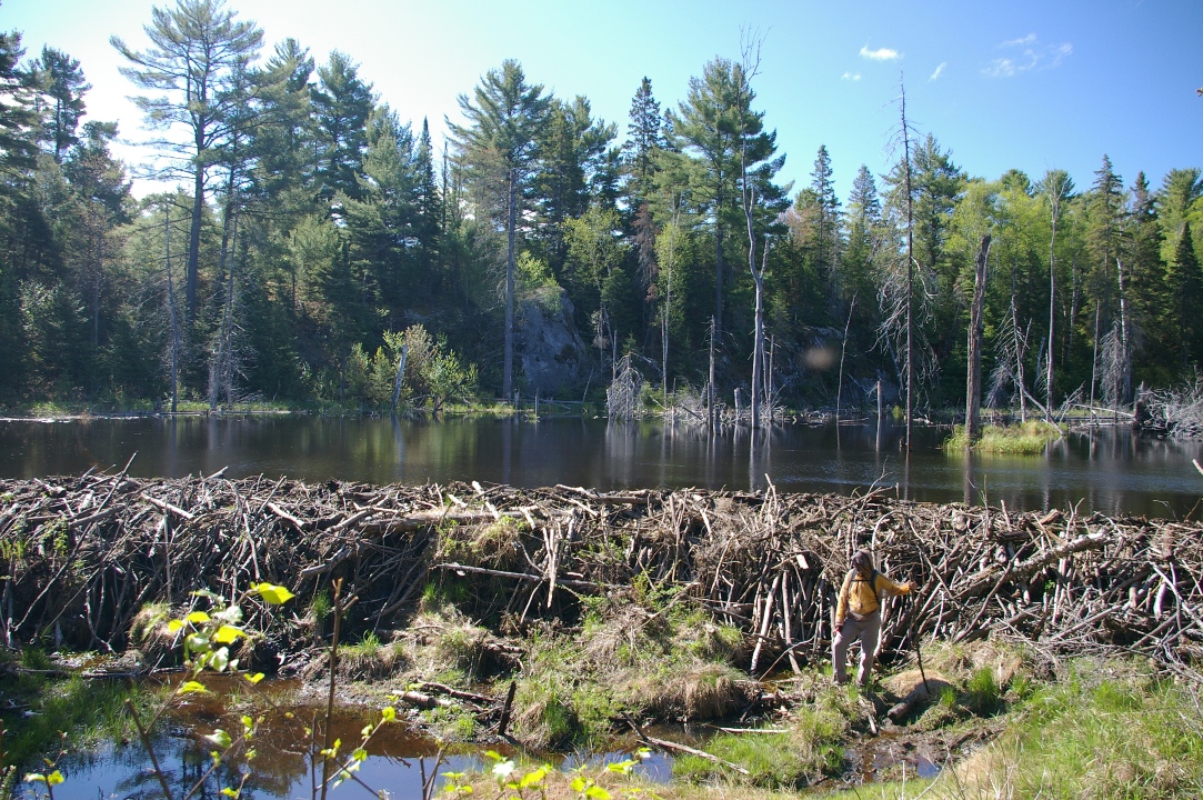 Бобровая плотина в канаде