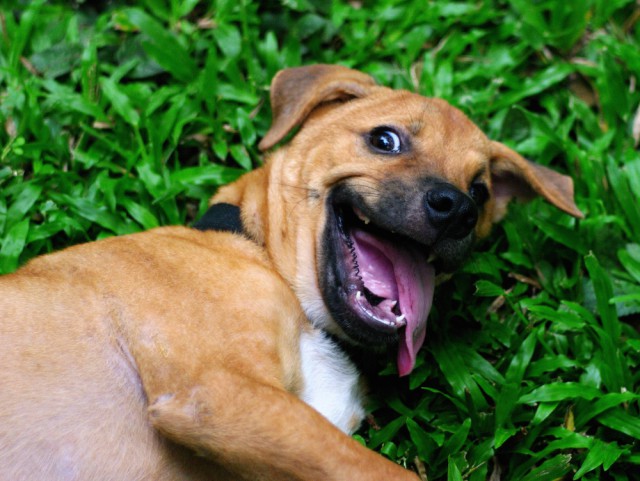 Собаки — самые саркастичные существа в животном мире и ещё 3 любопытных факта