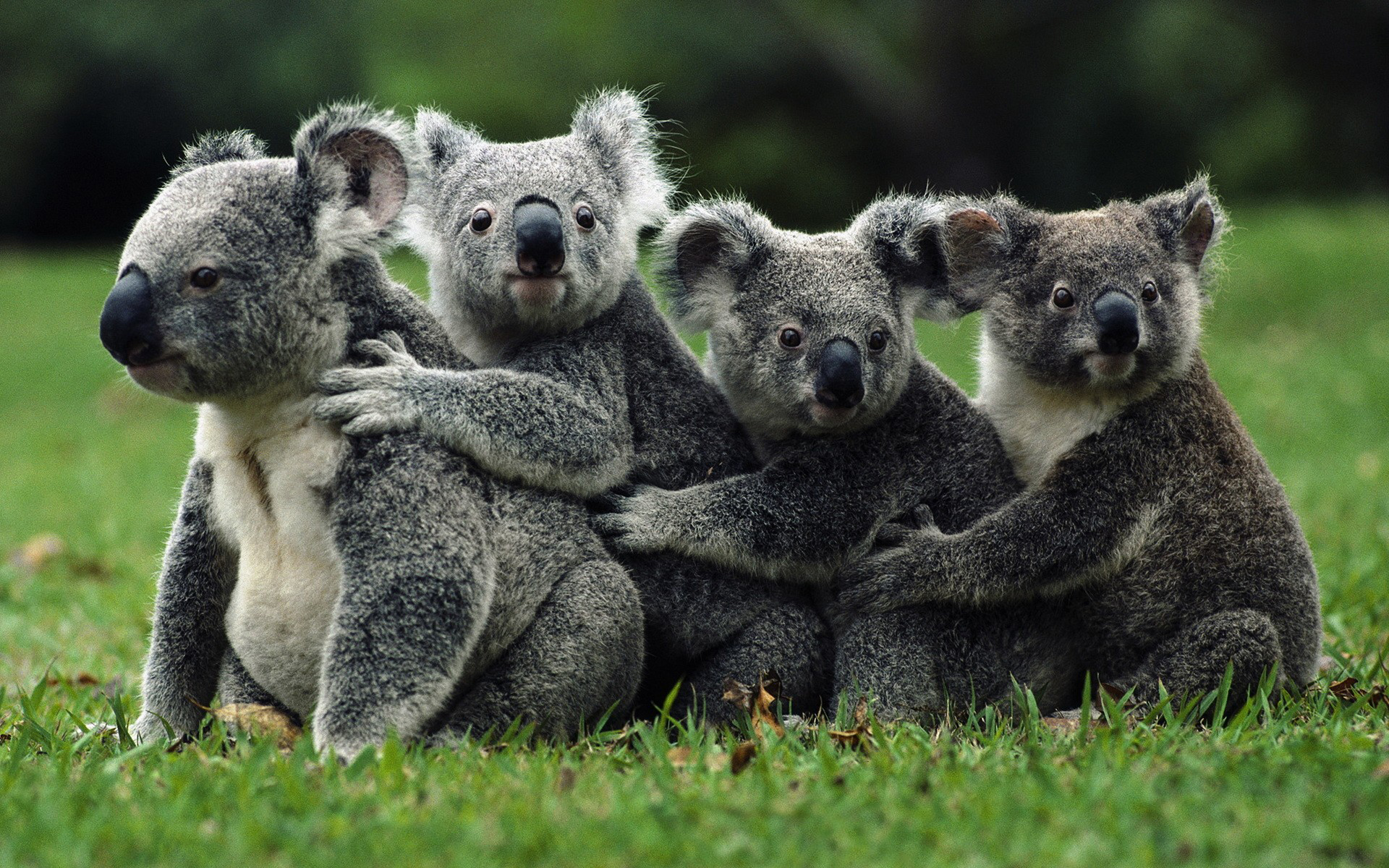 Cuántas horas duerme un koala