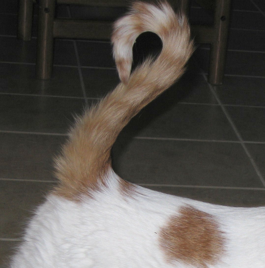 Заметил хвост. Кошкин хвост Геншин. Кот с хвостом. Кошачий хвост. Кошка с загнутым хвостом.