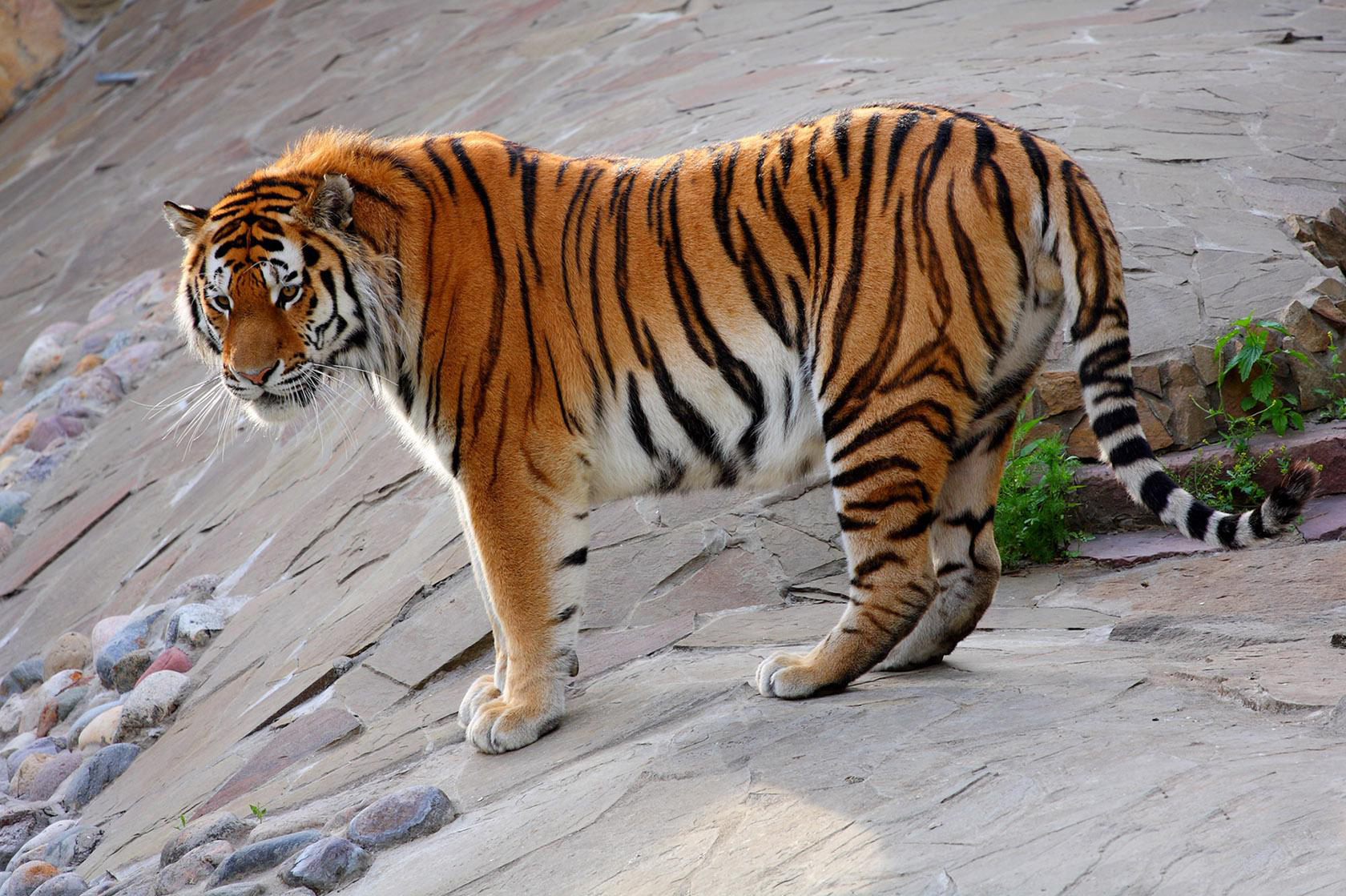 Животные красной амурский тигр. Амурский тигр. Амурский (Уссурийский) тигр. Краснокнижный тигр Амурский. Уссурийский (Амурский) тигр Уссурийский (Амурский) тигр.