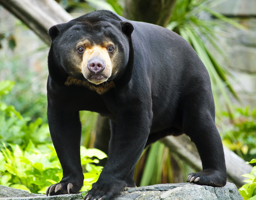 Медведь в тайланде