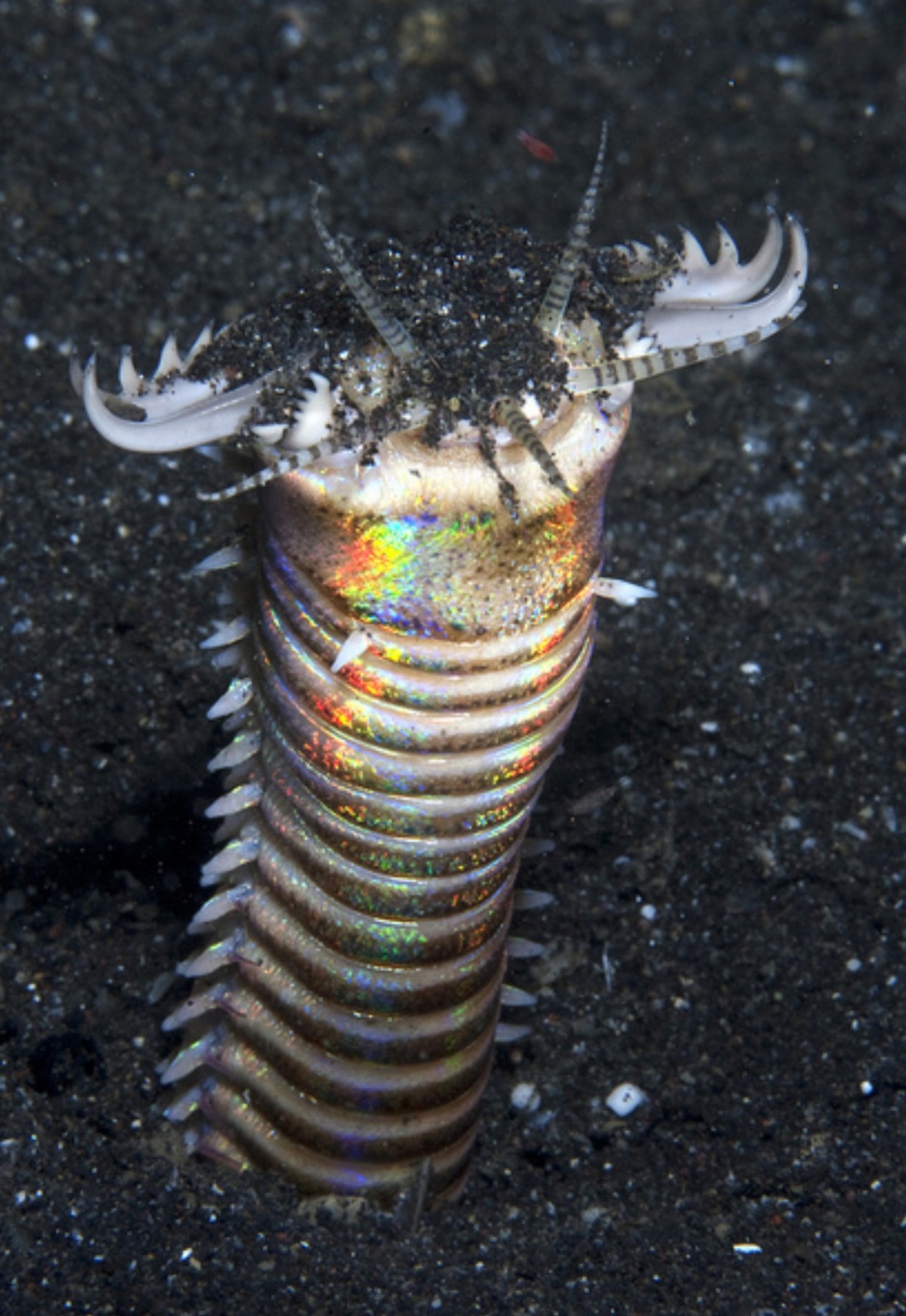 Морской червь размер. Многощетинковый морской червь. Полихеты глубоководные черви.