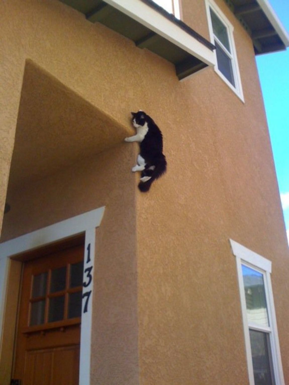 Кот паркур