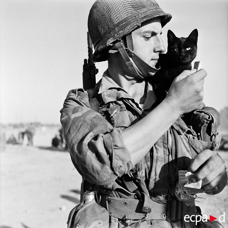 30 героических котов, принявших участие в войнах