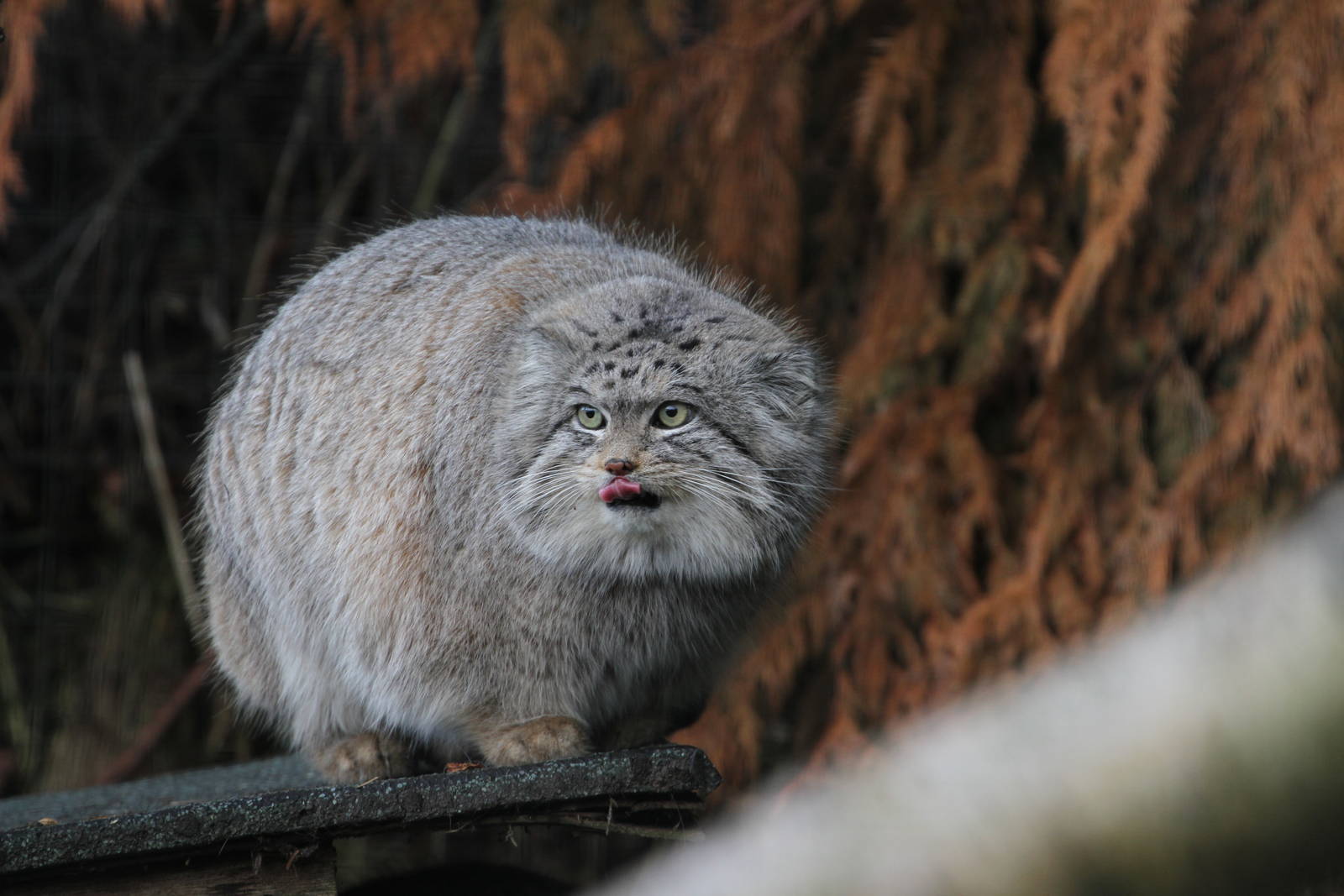 Плотность шерсти манула. Кот Манул. Манул (палласов кот). Сибирский дикий кот Манул. Кот Манул фото.