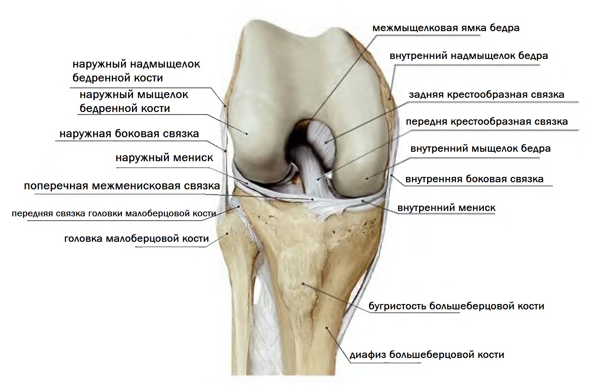 Связи коленного сустава