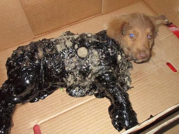 История спасения щенков в Румынии. На эти кадры невозможно смотреть без слёз