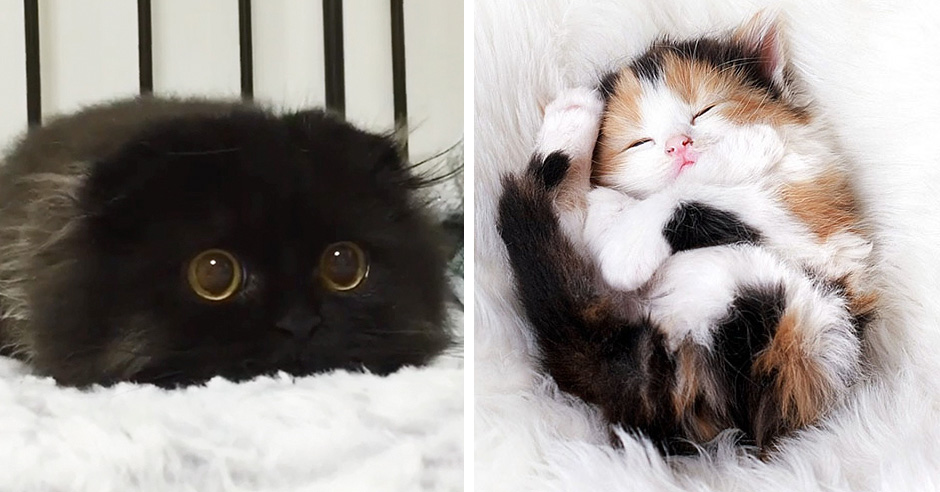 Самые милые котики