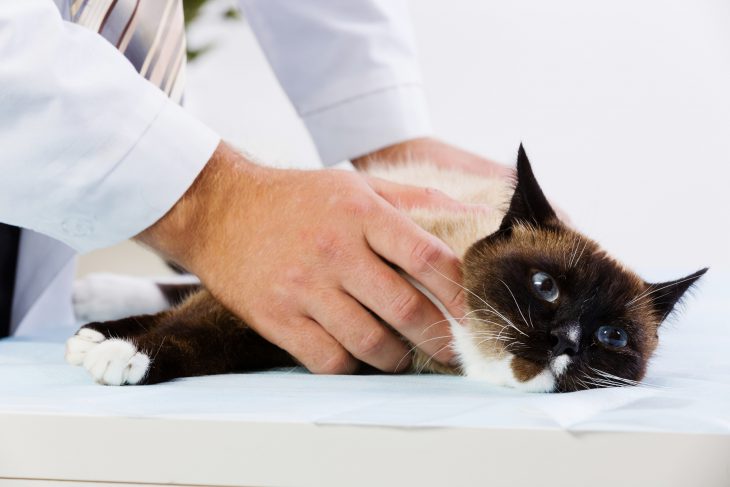 Cat at vet clinic