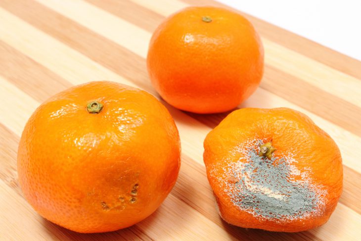 Fresh and moldy tangerines on wooden background