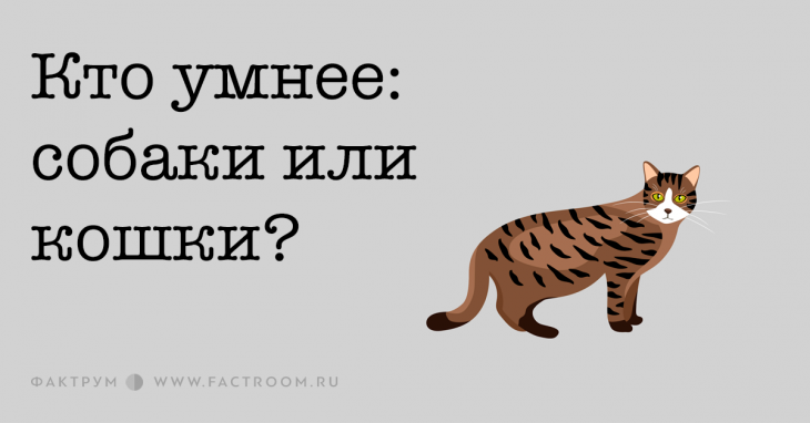 Кто умнее: собаки или кошки?