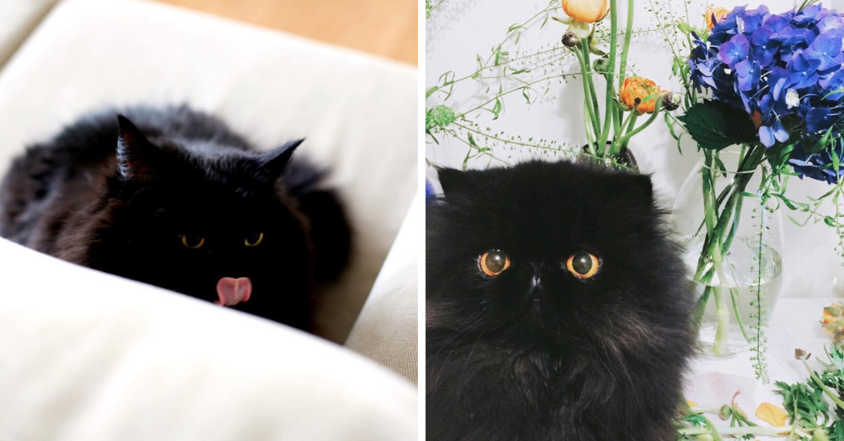 картинки чёрные котики онлайн картинки чёрные котики