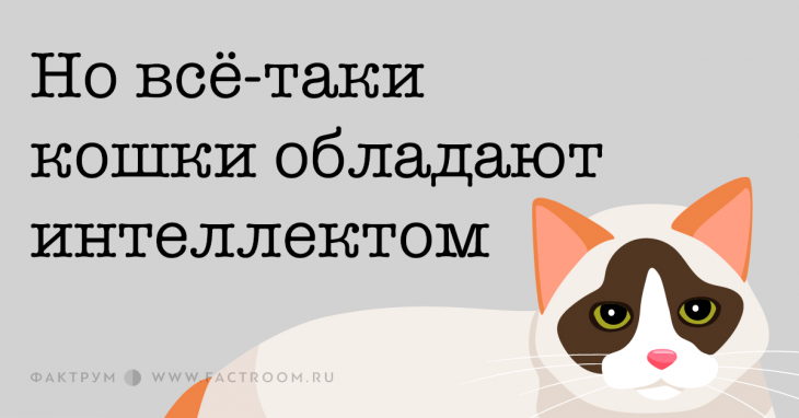 Но всё-таки кошки обладают интеллектом