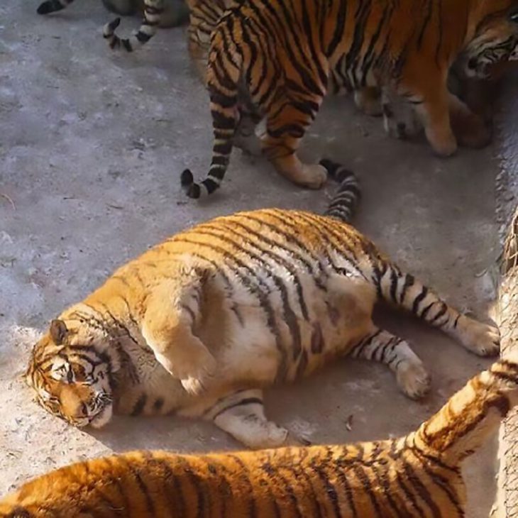 Толстые амурские тигры: в китайском заповеднике происходит что то странное