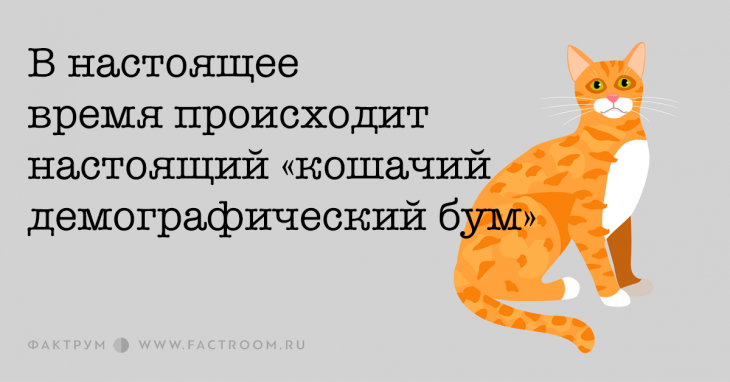 В настоящее время происходит настоящий «кошачий демографический бум»