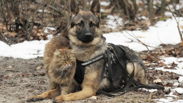 Удивительный кот Тоби, который профессионально бесит собак