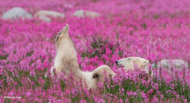 Медведи в цветах