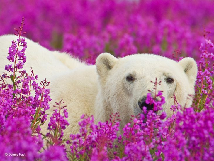 Медведи в цветах