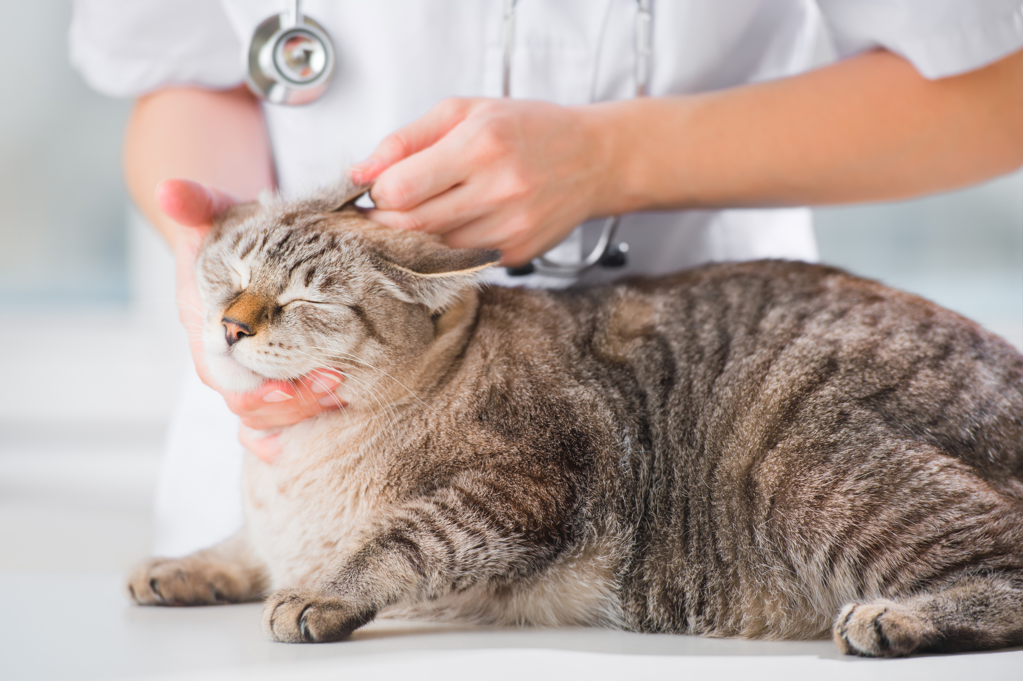 Кот чешет уши. Гигиена кошек. Ветеринар с кошкой. Лечебные кошки. Кот терапия.