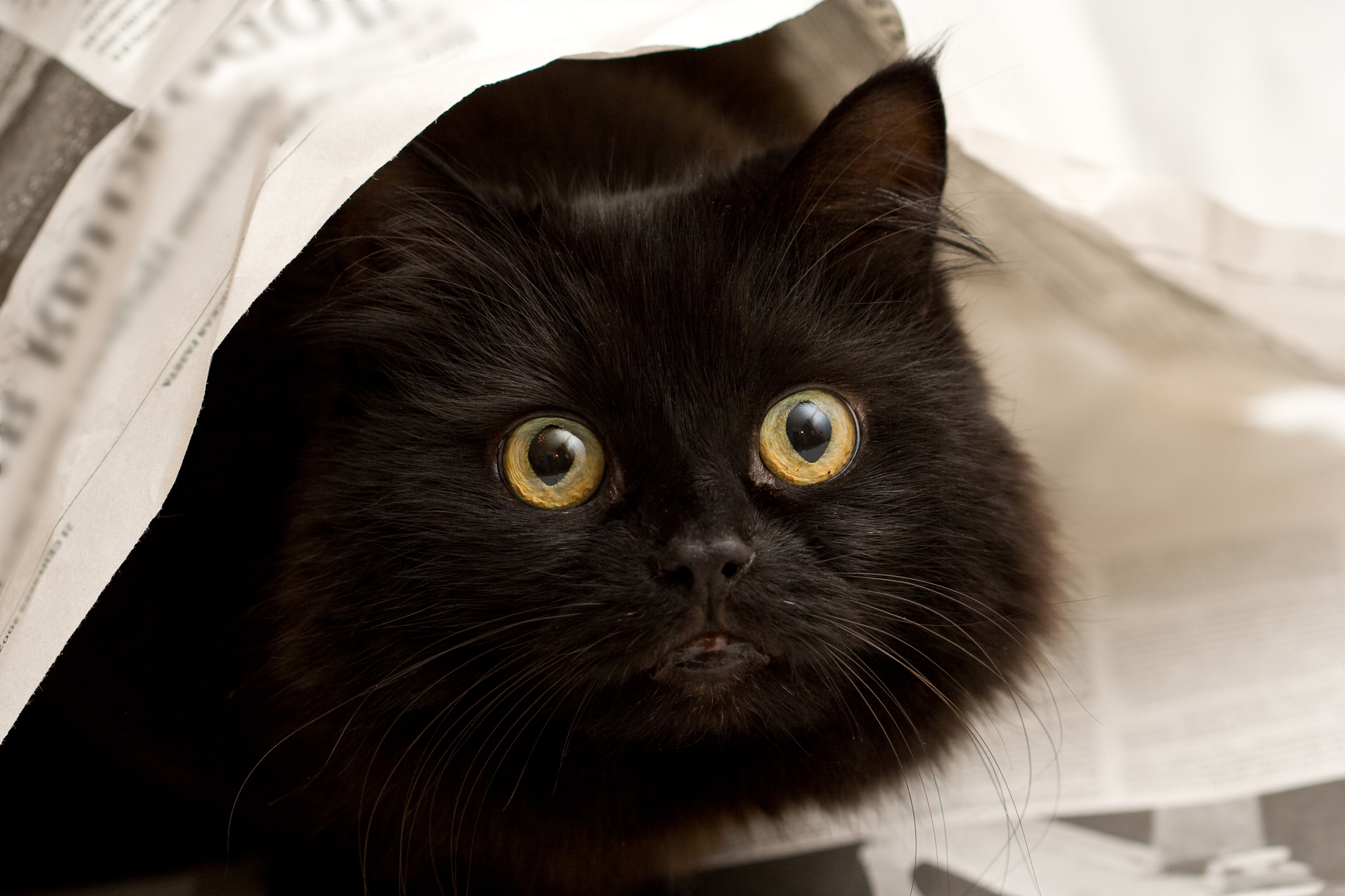 Кошка бухгалтер. Черная кошка. Чёрный котик. Забавный черный кот. Кошечка черная.