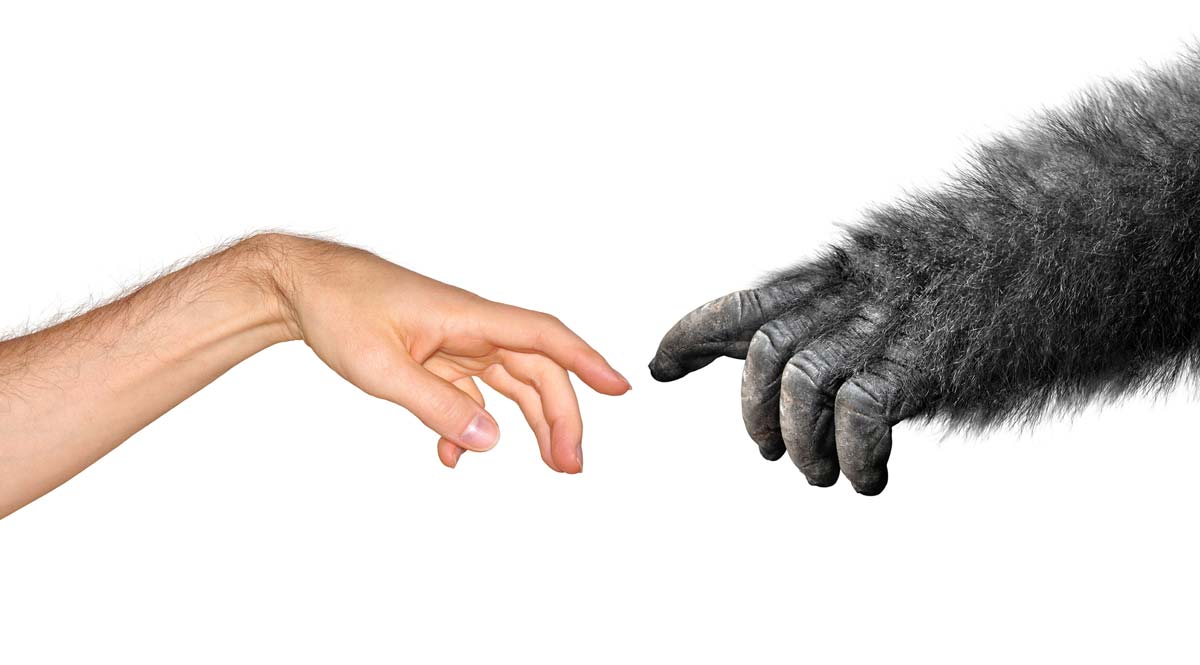 Рука обезьяна и человека 