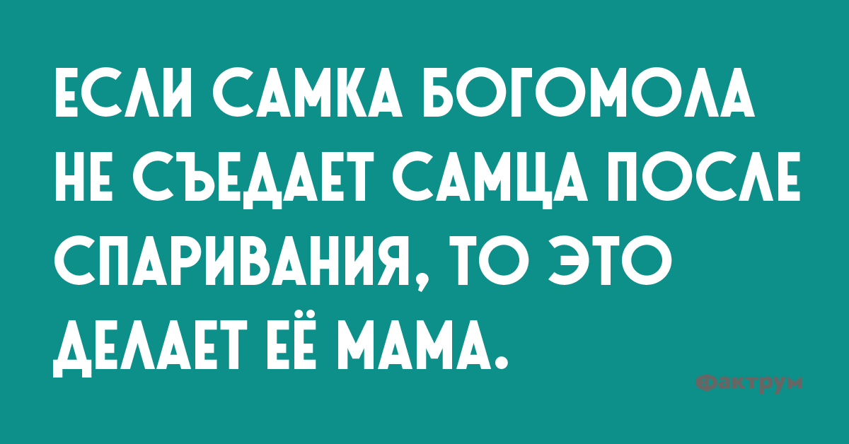 Если самка богомола не съедает самца после спаривания, то это делает её мама.