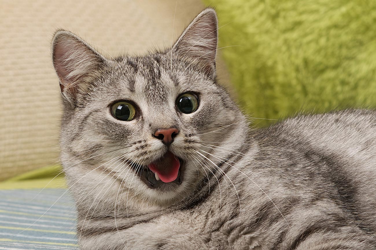 кошка дышит. кот с открытым ртом. мяуканье кошки. кот дышит. кошка дышит.