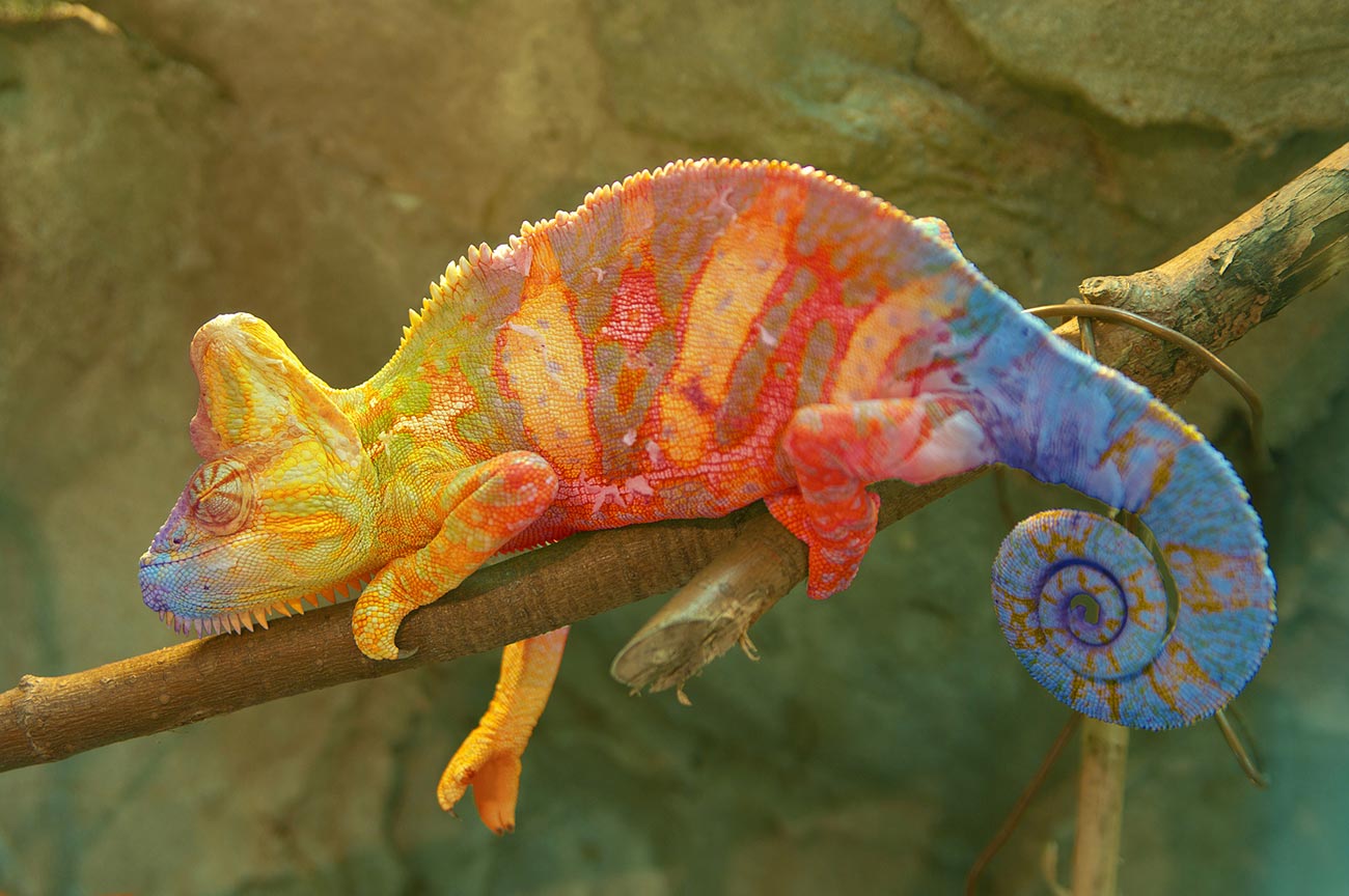Хамелеон меняет цвет от душевных переживаний