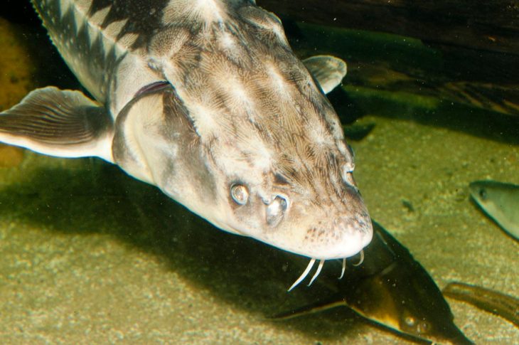 Почему белуга не может реветь