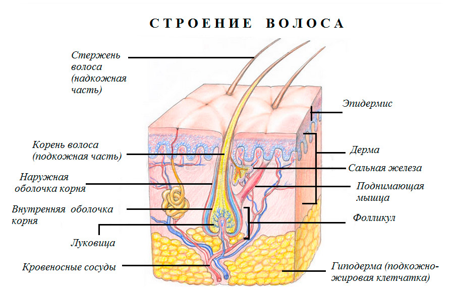 Структура волоса