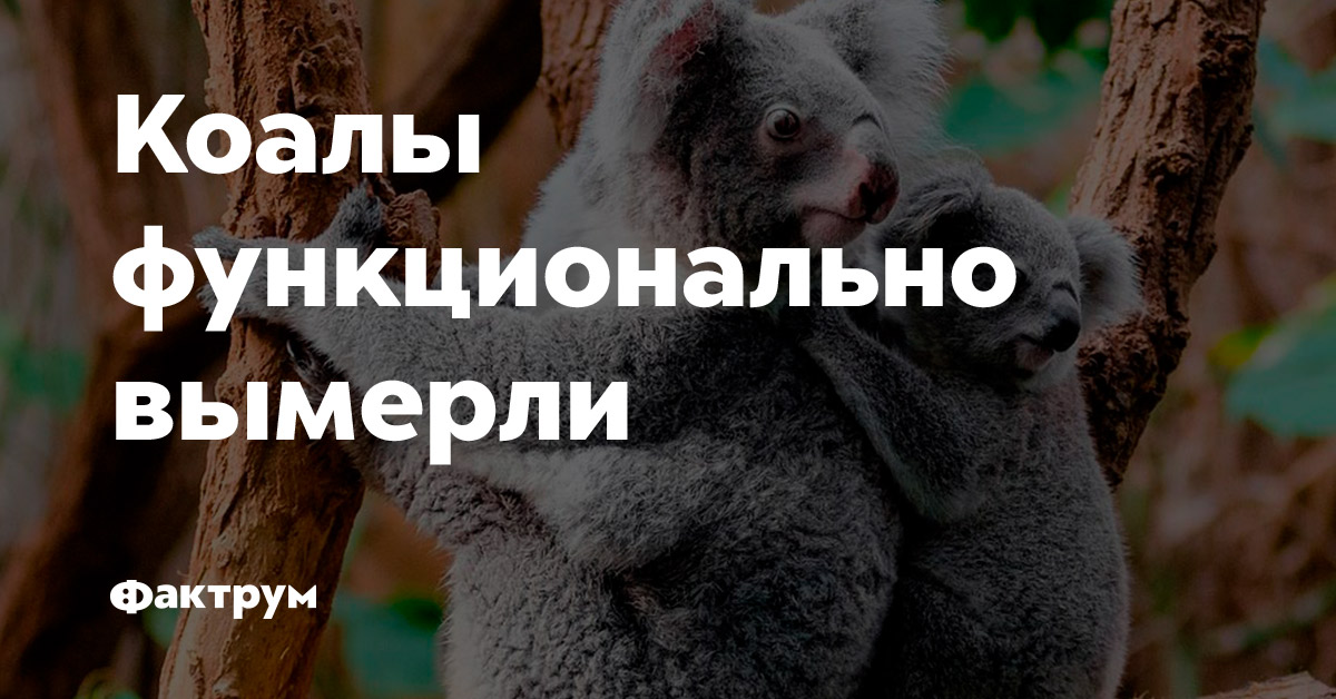 Коалы функционально вымерли