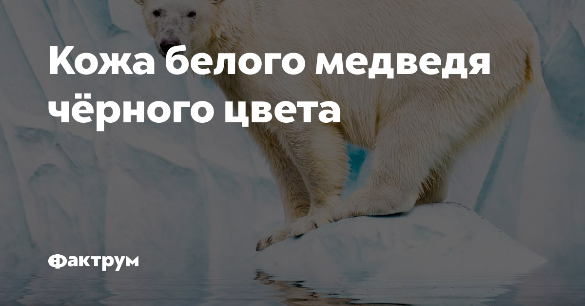 Кожа белого медведя чёрного цвета