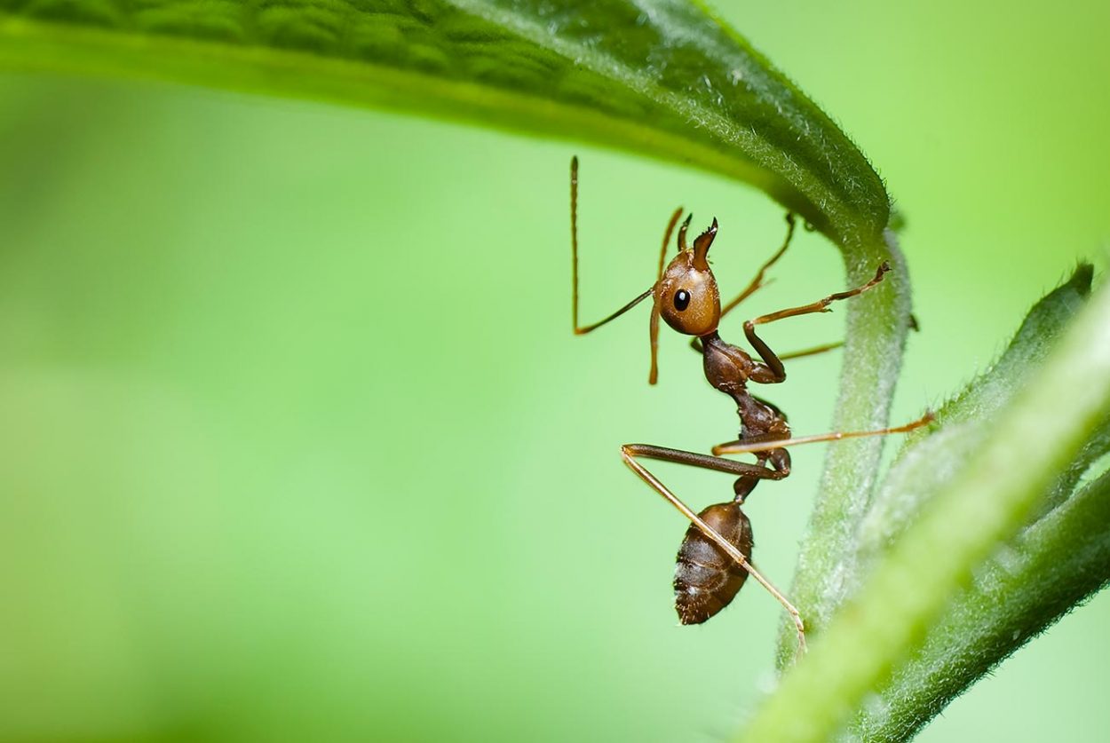 use creative angels for insect photography