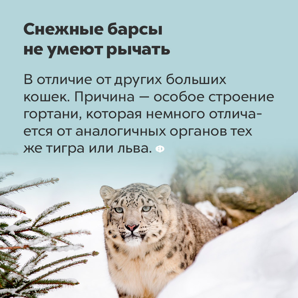Снежные барсы не умеют рычать. В отличие от других больших кошек, снежные барсы не рычат. Причина — особое строение гортани, которая немного отличается от аналогичных органов тигра или льва.