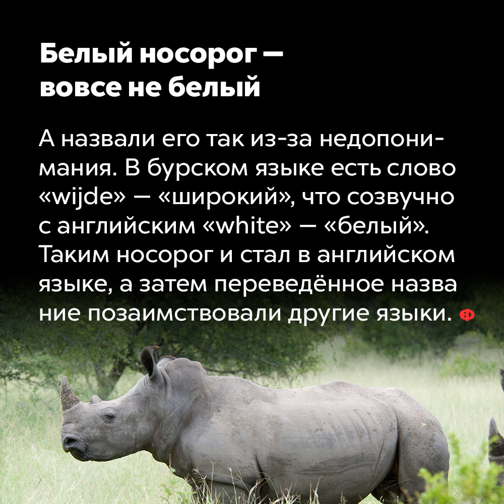 Белый носорог — вовсе не белый. А назвали его так из-за недопонимания. В бурском языке есть слово «wijde» — «широкий», что созвучно с английский «white» — «белый». Таким носорог и стал в английском языке, а затем переведённое название позаимствовали и другие языки.