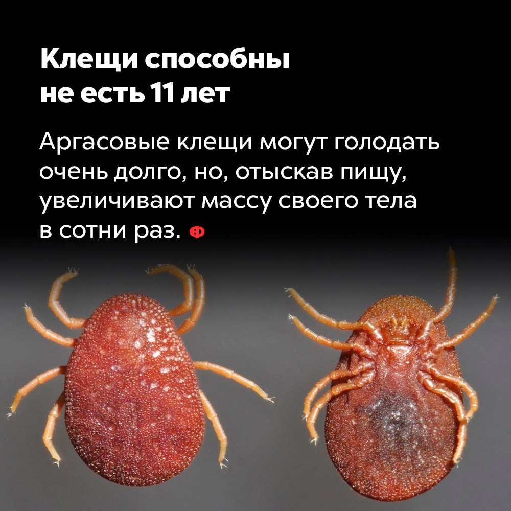Клещи способны не есть 11 лет. Аргасовые клещи могут голодать очень долго, но, отыскав пищу, увеличивают массу своего тела в сотни раз.