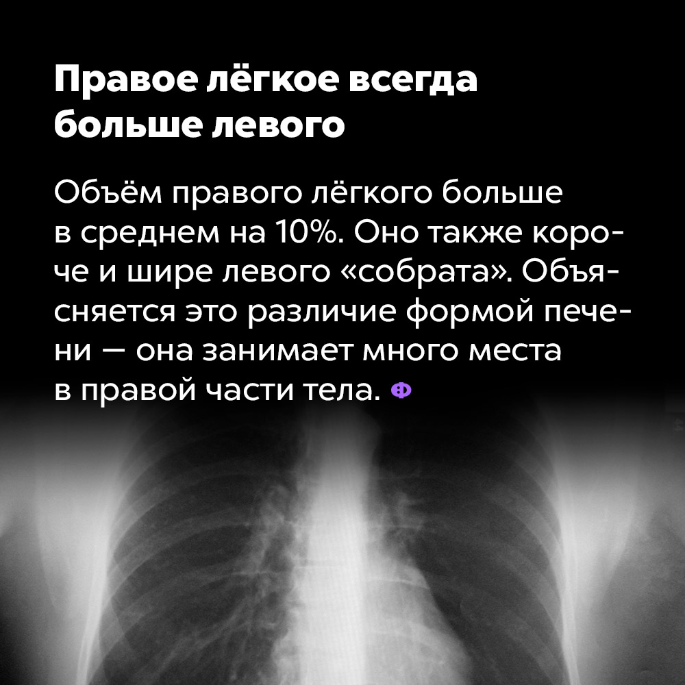 Правое лёгкое всегда больше левого. Объём правого лёгкого больше в среднем на 10%. Оно также короче и шире левого «собрата». Объясняется это различие формой печени — она занимает много места в правой части тела.