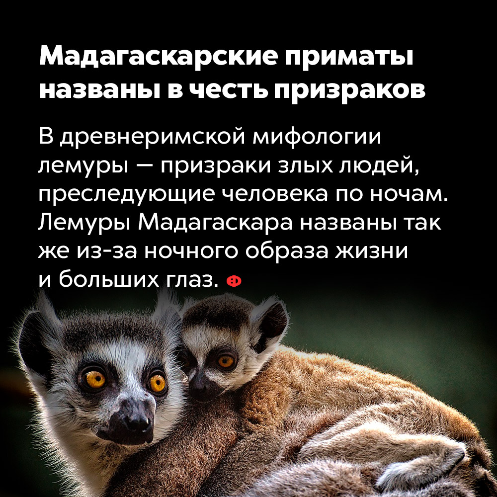 Мадагаскарские приматы названы в честь призраков. В древнеримской мифологии лемуры — призраки злых людей, преследующие человека по ночам. Лемуры Мадагаскара названы так же из-за ночного образа жизни и больших глаз.