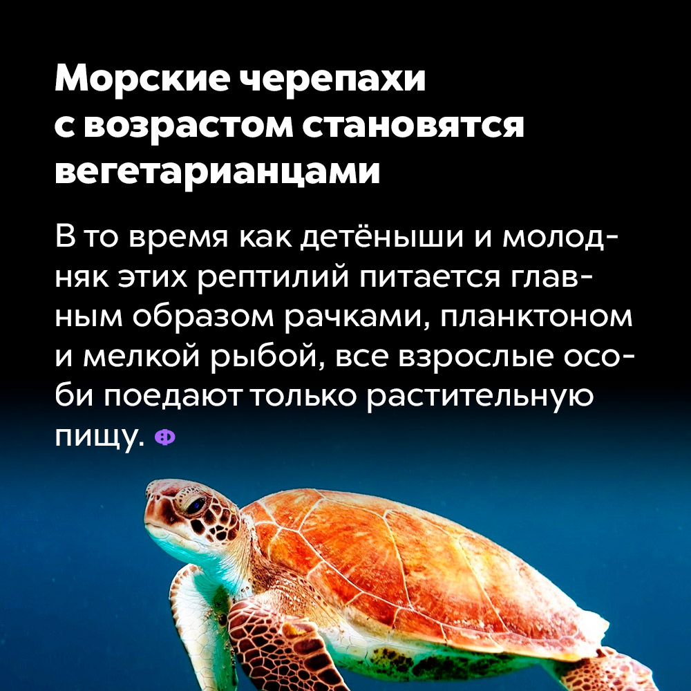 Морские черепахи с возрастом становятся вегетарианцами. В то время как детёныши и молодняк этих рептилий питается, главным образом, рачками, планктоном и мелкой рыбой, все взрослые особи поедают только растительную пищу.