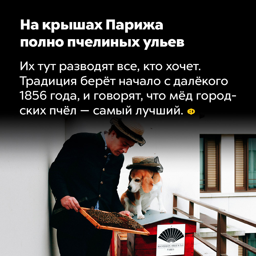 На крышах Парижа полно пчелиных ульев. Их тут разводят все, кто хочет. Традиция берёт начало с далёкого 1856 года и говорят, что мёд городских пчёл — самый лучший.