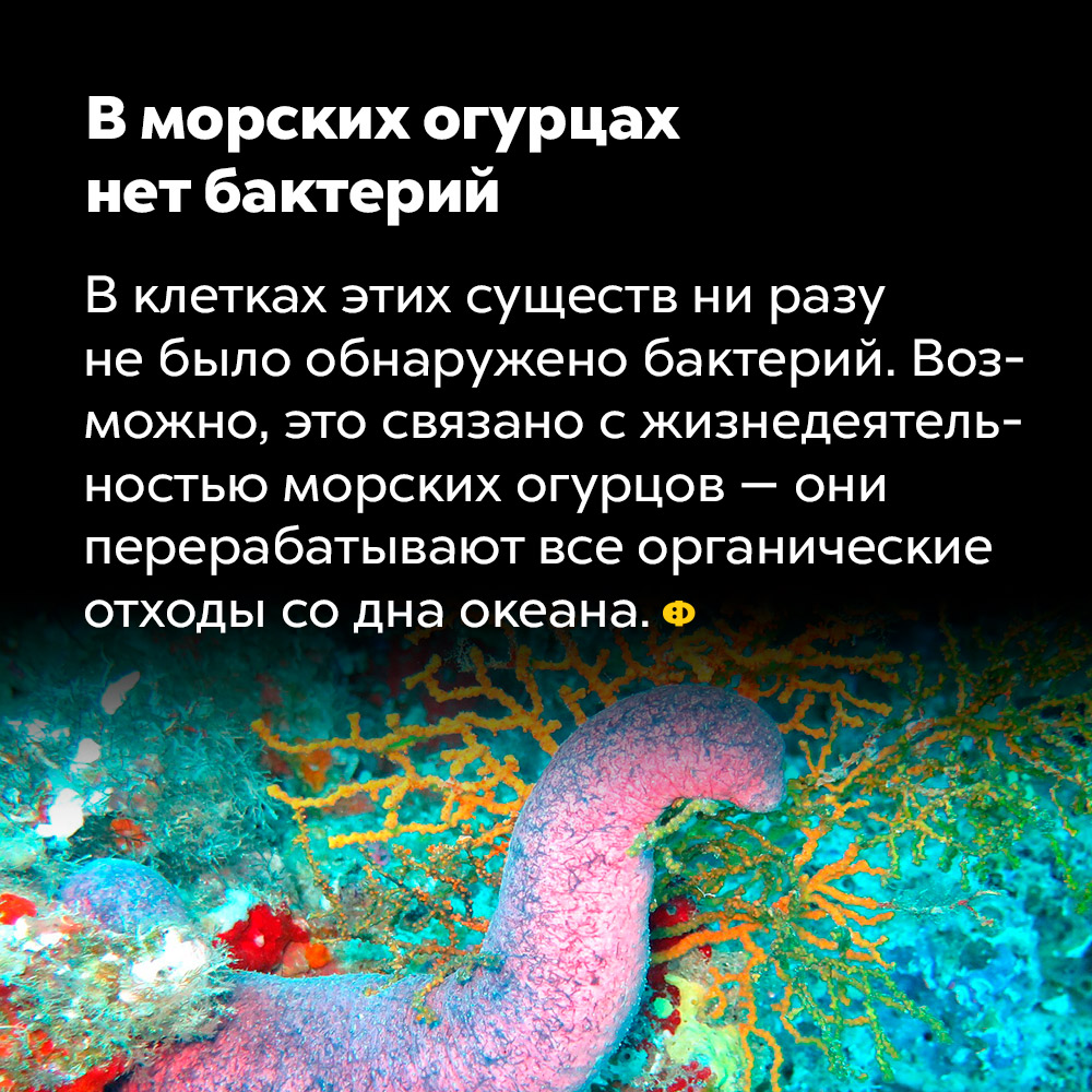 В морских огурцах нет бактерий. В организмах этих существ ни разу не было обнаружено бактерий. Вероятно, это связано с жизнедеятельностью морских огурцов — они перерабатывают все органические отходы со дна океана — бактерий в том числе.