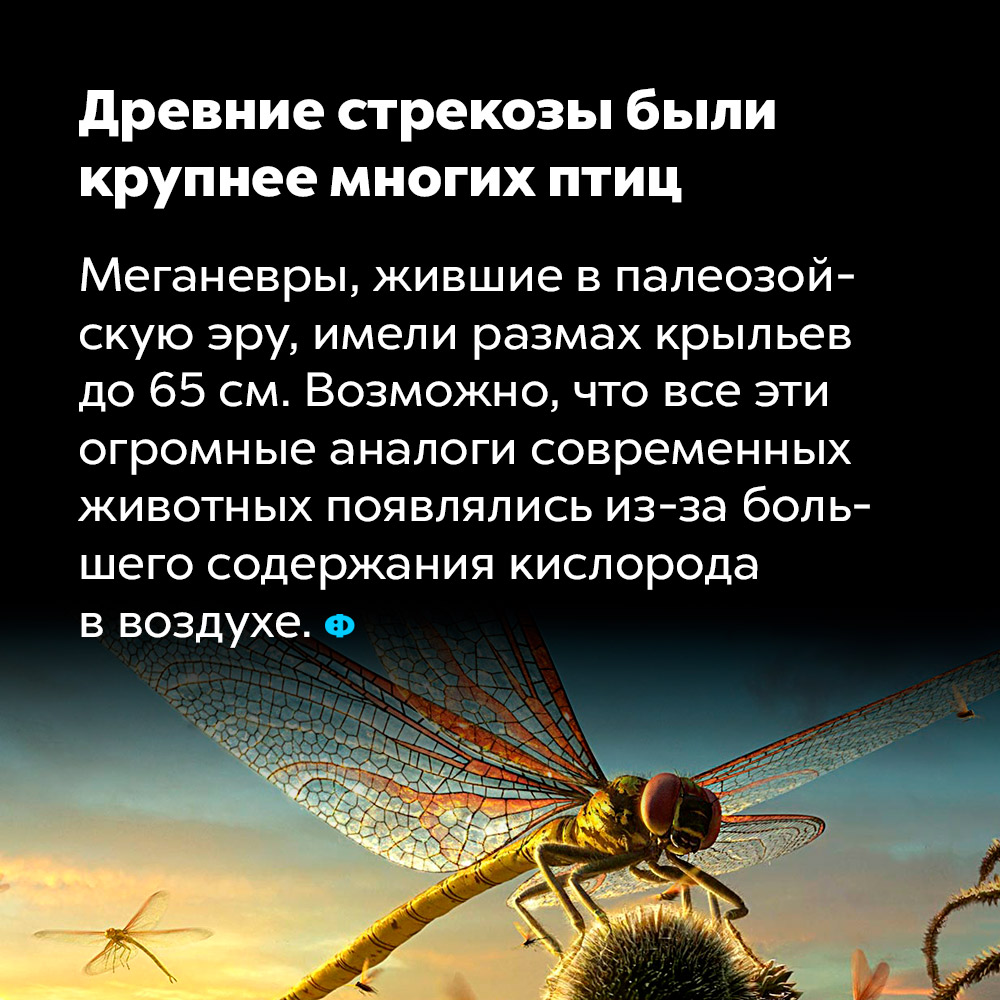 Древние стрекозы были крупнее многих птиц. Меганевры, жившие в палеозойскую эру, имели размах крыльев до 65 см. Возможно, что все эти огромные аналоги современных животных появлялись из-за большего содержания кислорода в воздухе.