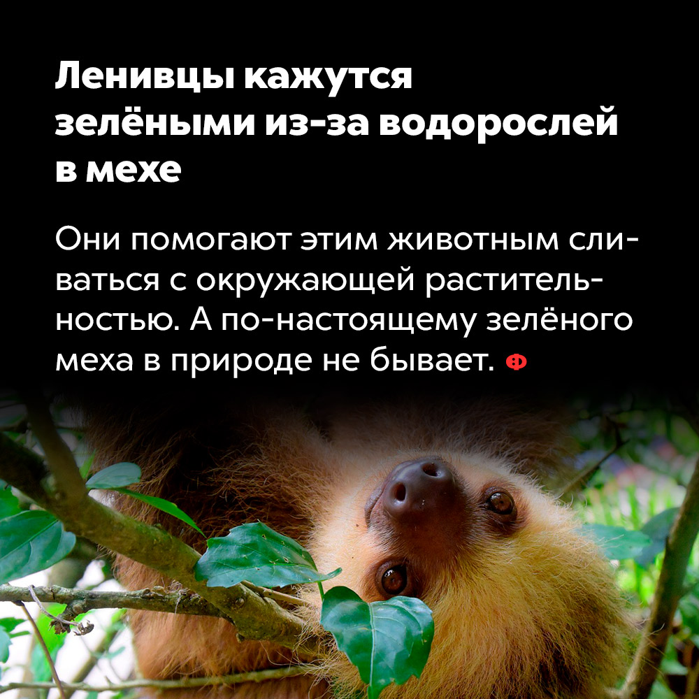 Ленивцы кажутся зелёными из-за водорослей в мехе. Водоросли помогают ленивцам сливаться с окружающей растительностью. А по-настоящему зелёного меха в природе не бывает.
