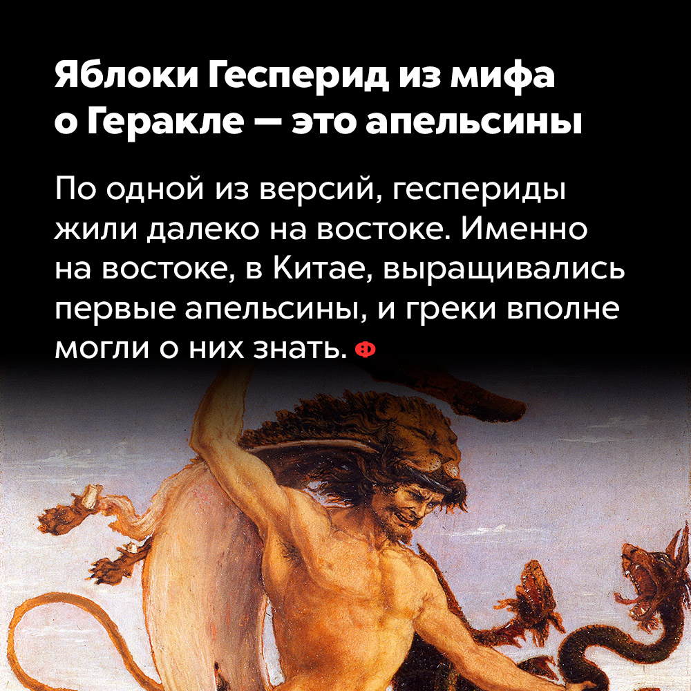 Яблоки Гесперид из мифа о Геракле — это апельсины. По одной из версий, геспериды жили далеко на востоке. Именно на востоке, в Китае, выращивались первые апельсины, и греки вполне могли о них знать.