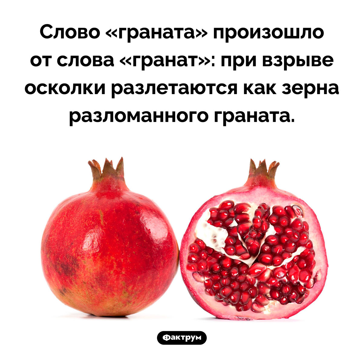 Слово «граната» произошло от названия фрукта. Слово «граната» произошло от слова «гранат»: при взрыве осколки разлетаются как зерна разломанного граната.